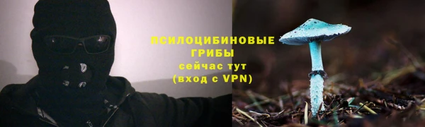 гашик Алексин
