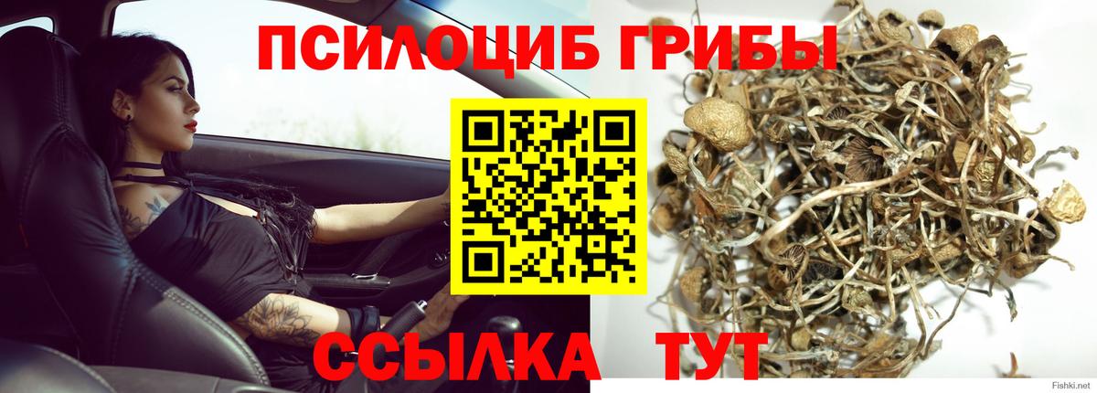 Галлюциногенные грибы Psilocybe Карасук